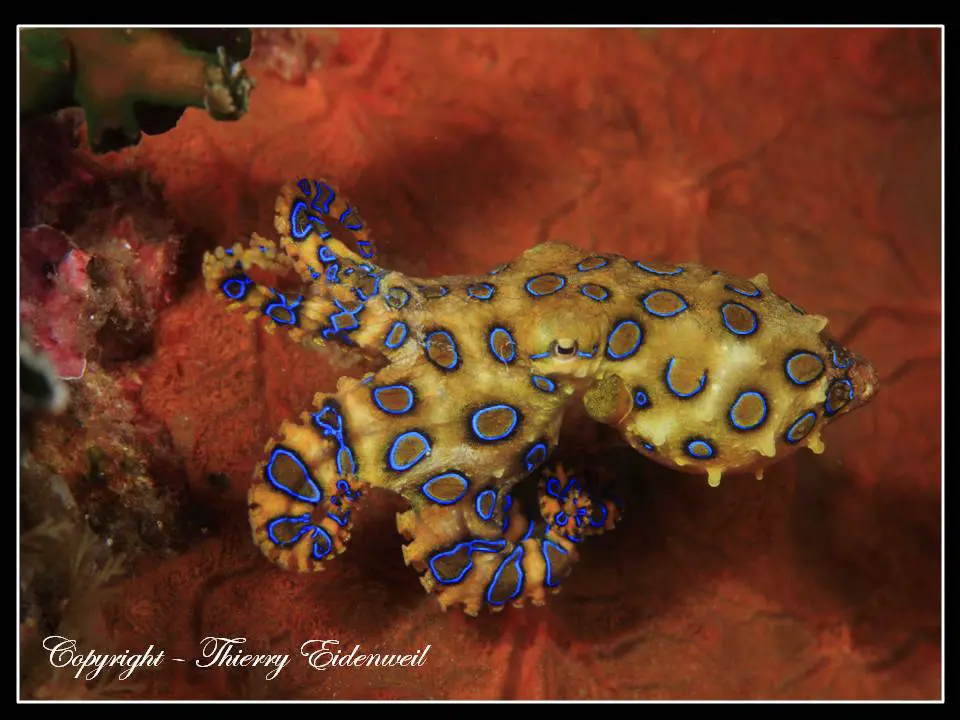 Anilao Macro Dive Media Highlight